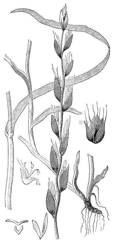 毒Darnel黑麦草- 19世纪